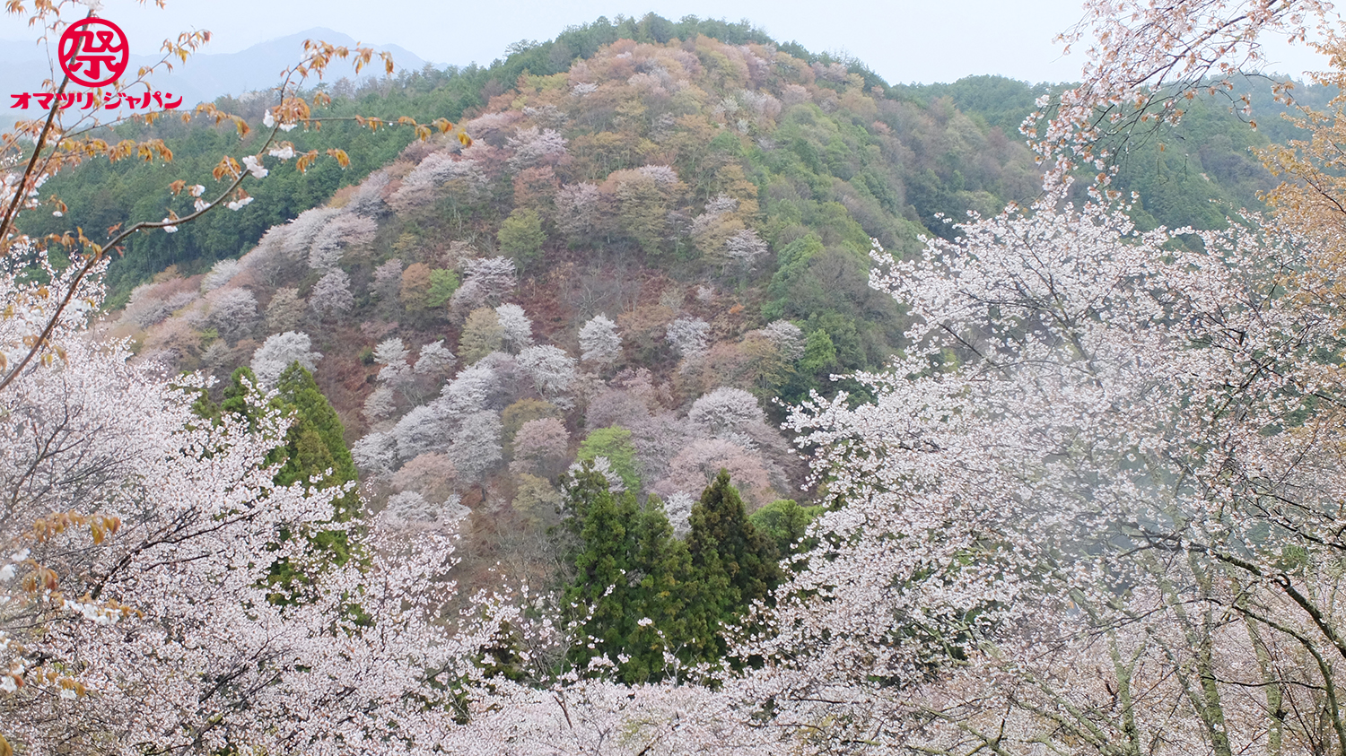 千本桜「奈良 吉野山」で宿くらべ！御朱印・名所めぐりしてみた