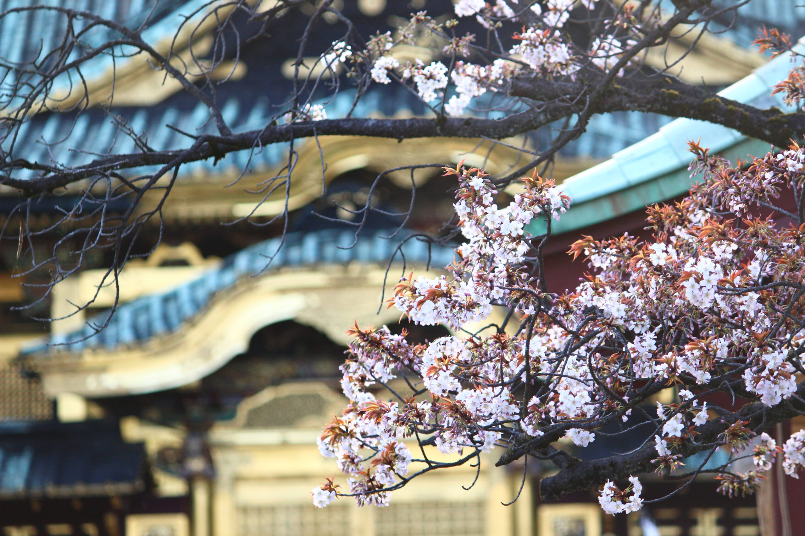 上野恩賜公園の桜 今年は歩いて見よう 園内の桜見どころスポットも紹介 オマツリジャパン 毎日 祭日