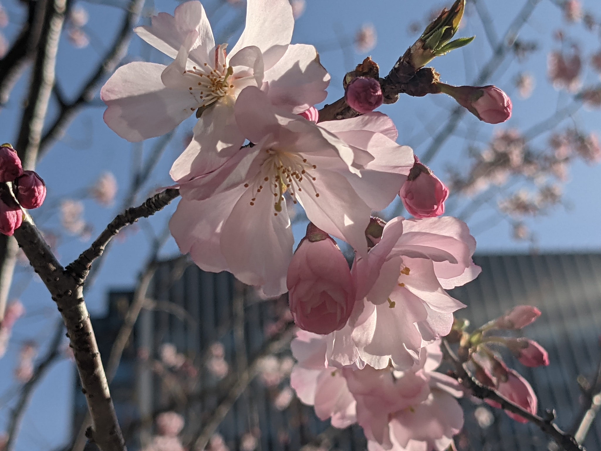 桜まつり The Okura Tokyo 虎ノ門エリアの伝統的ホテルに咲くサクラ達 オマツリジャパン 毎日 祭日