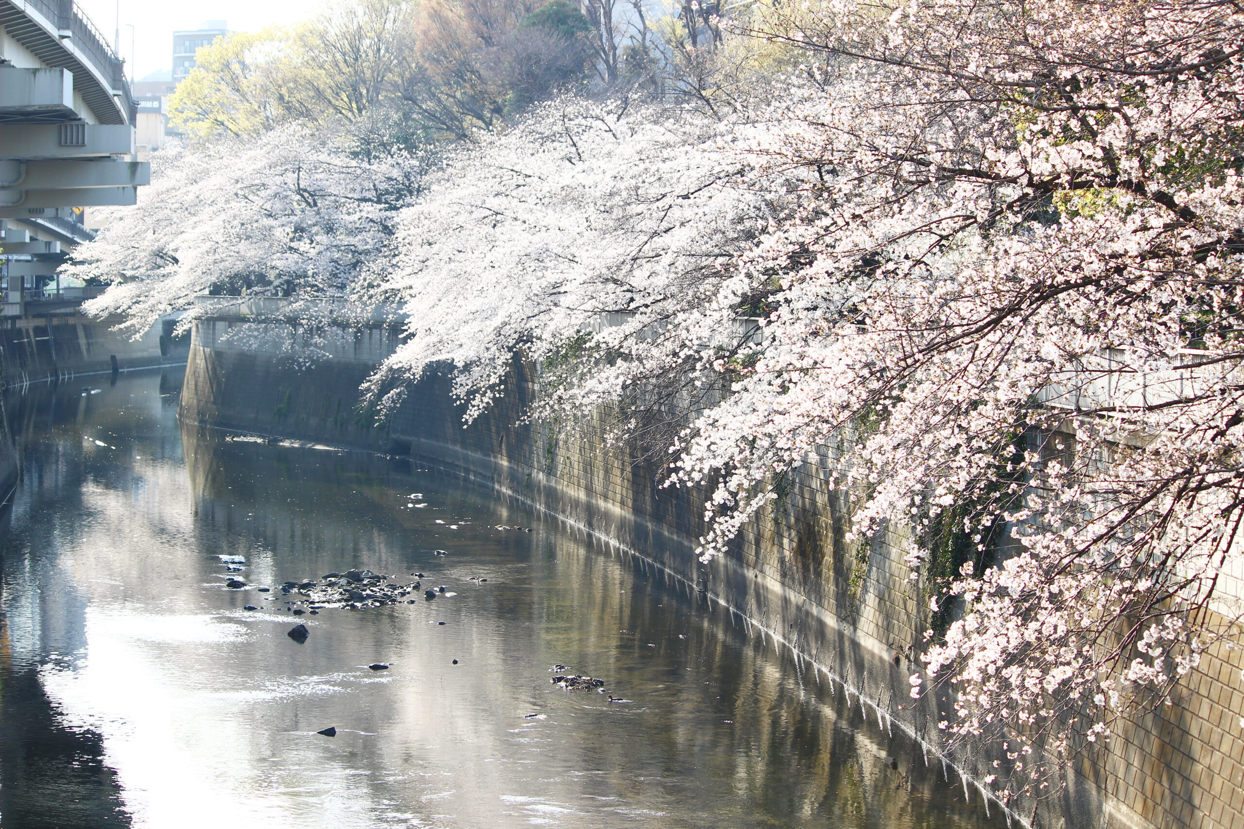 江戸川公園は明治から続く桜の名所 川に覆いかぶさるように咲く桜は必見 オマツリジャパン あなたと祭りをつなげるメディア