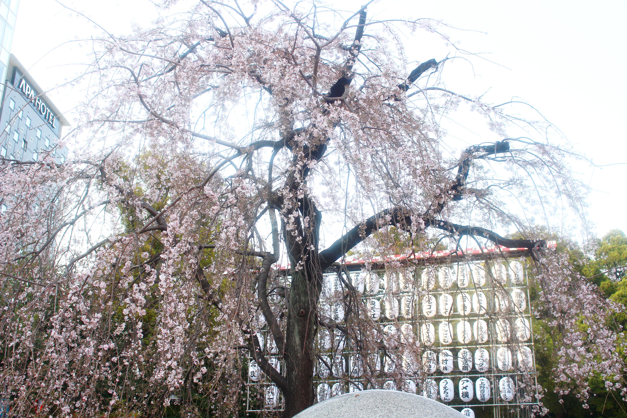 上野恩賜公園の桜 今年は歩いて見よう 園内の桜見どころスポットも紹介 オマツリジャパン 毎日 祭日