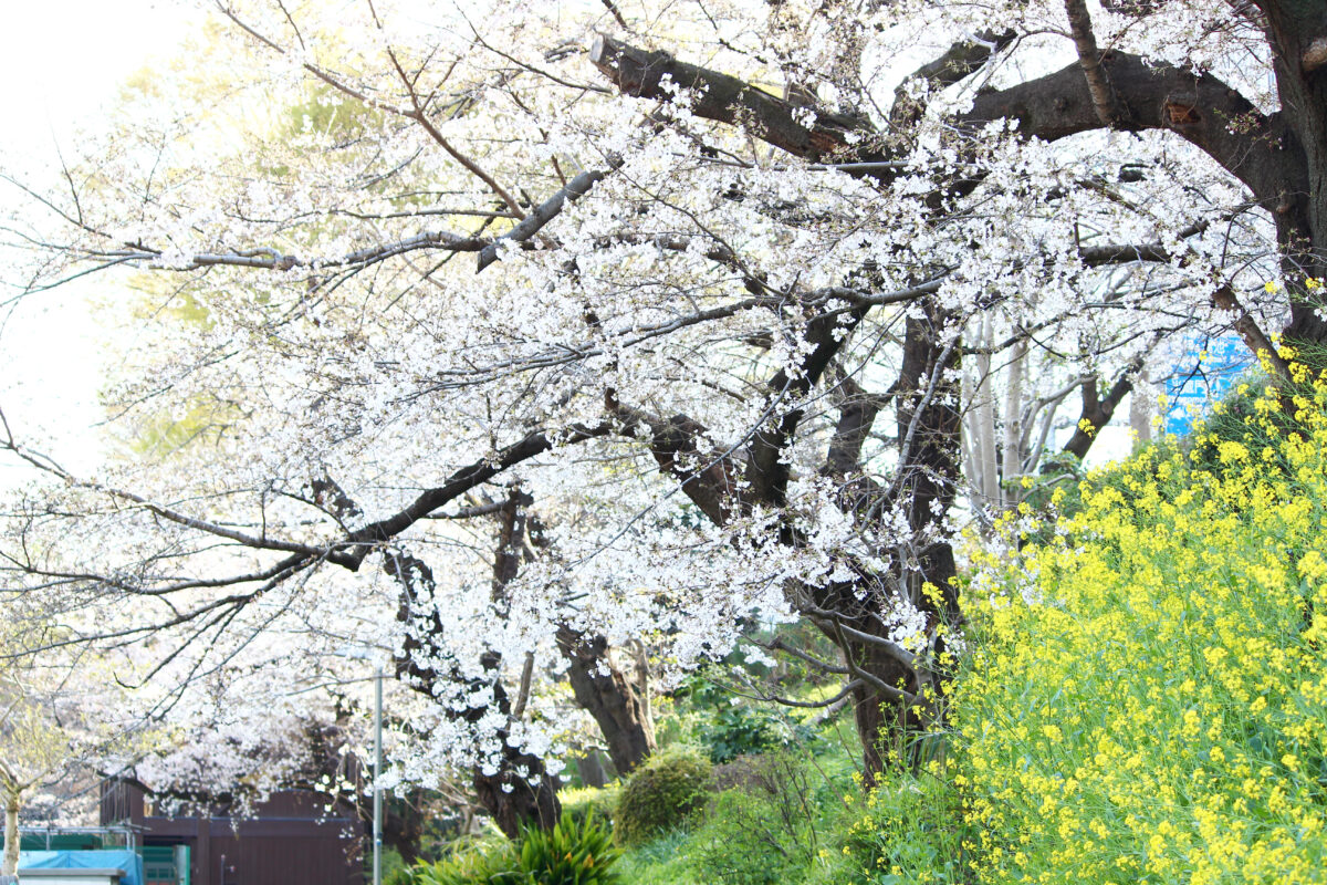 外濠公園は駅チカの桜スポット 市ヶ谷 四ツ谷から歩いて行ける憩いの場 オマツリジャパン 毎日 祭日