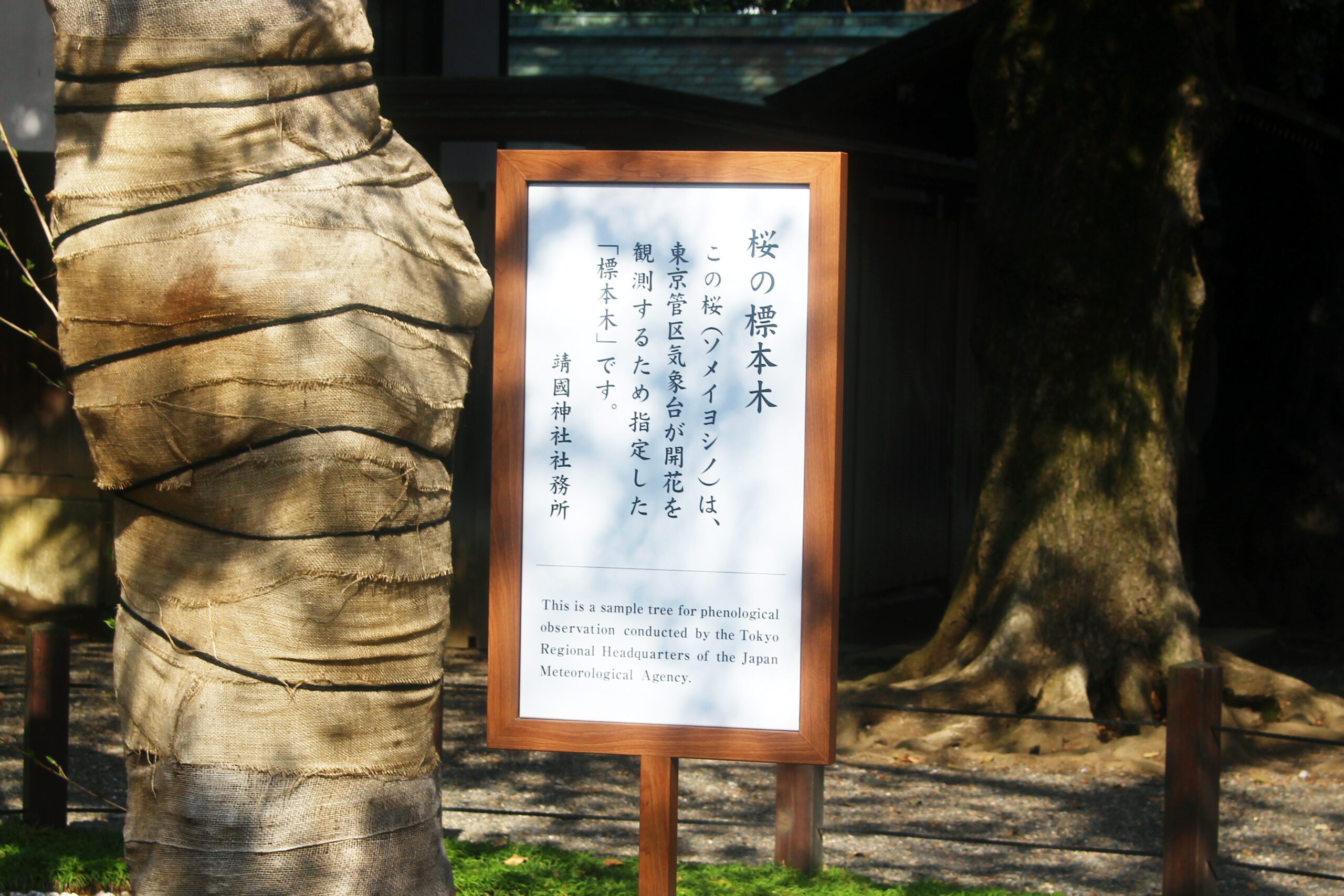 靖國神社にある東京の桜の標本木 開花を告げる桜と満開の境内を速報で紹介 オマツリジャパン 毎日 祭日