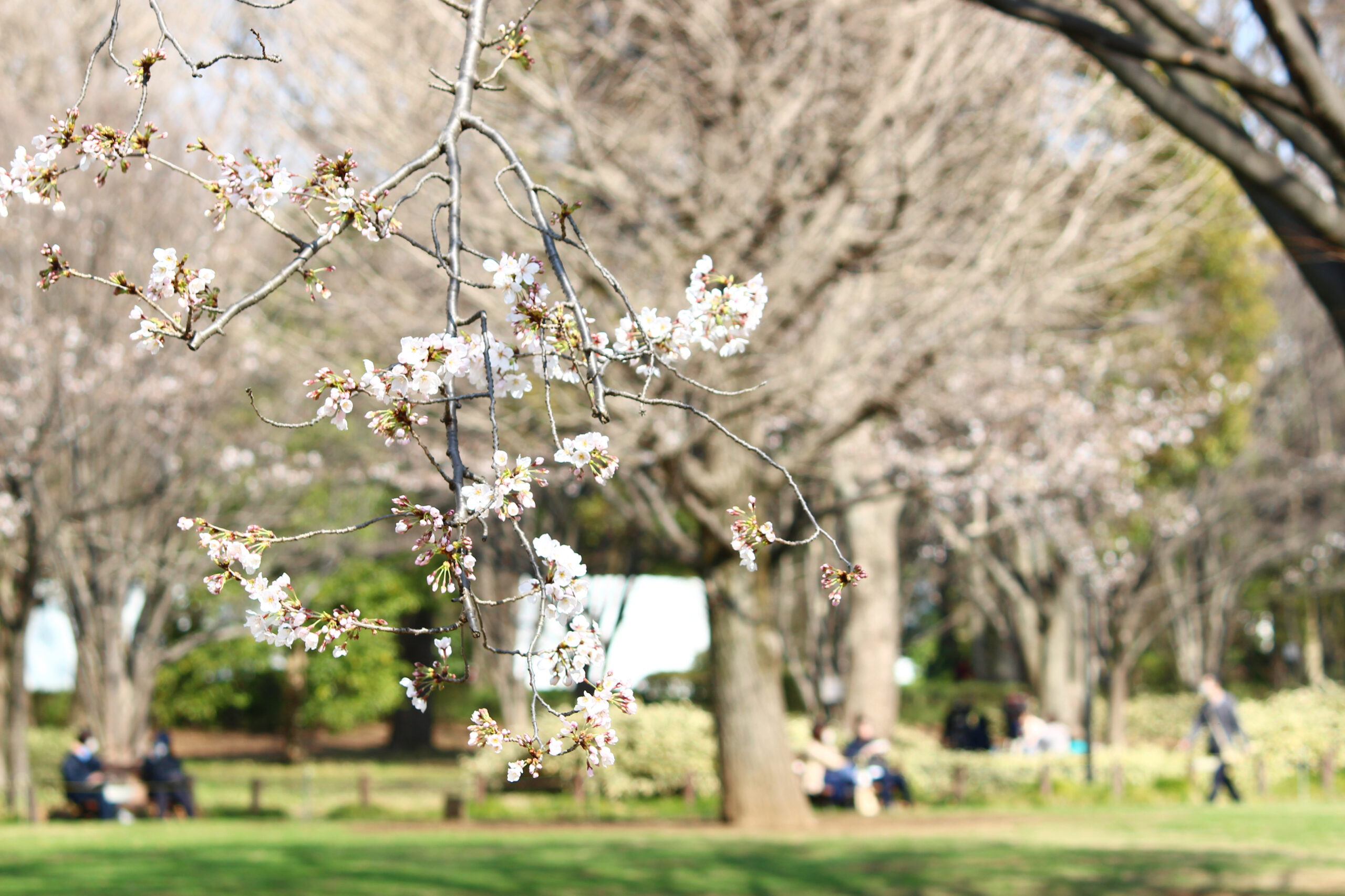 北の丸公園の桜が満開 武道館 田安門に映える桜を速報レポート オマツリジャパン 毎日 祭日