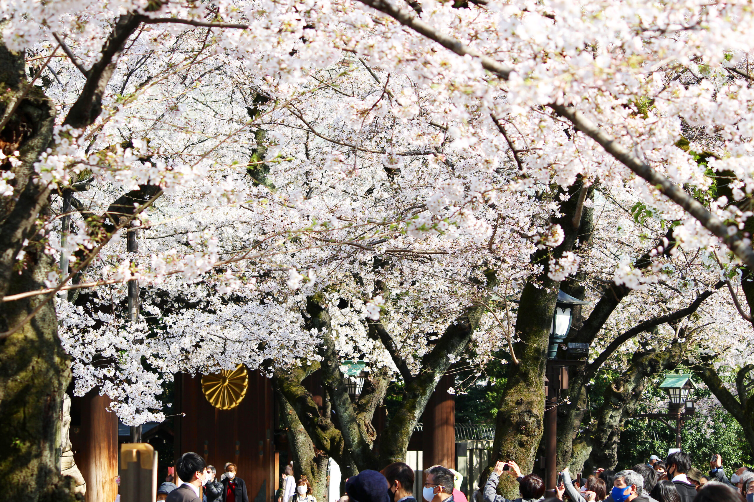 靖國神社にある東京の桜の標本木！開花を告げる桜と満開の境内を速報で