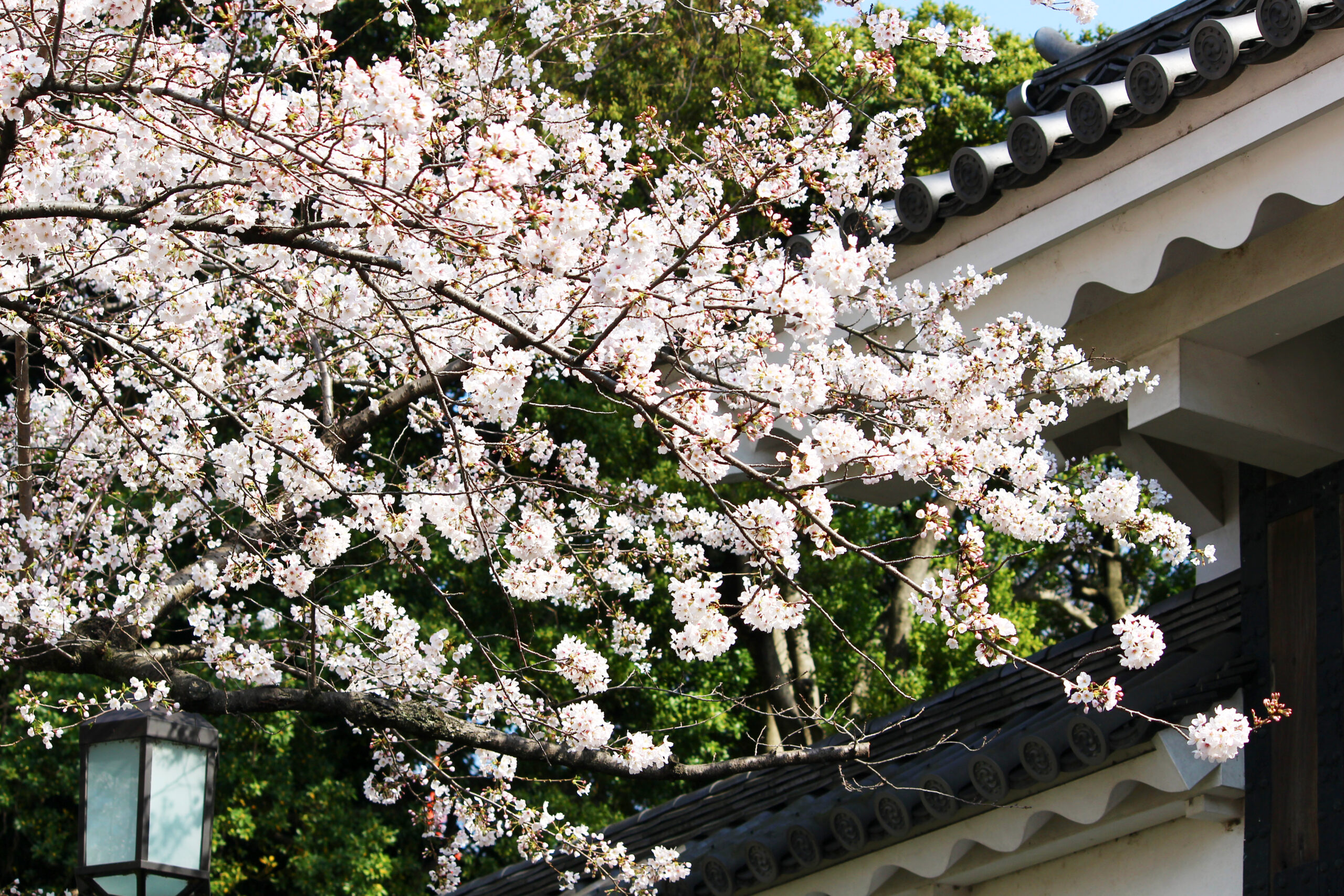 北の丸公園の桜が満開 武道館 田安門に映える桜を速報レポート オマツリジャパン 毎日 祭日