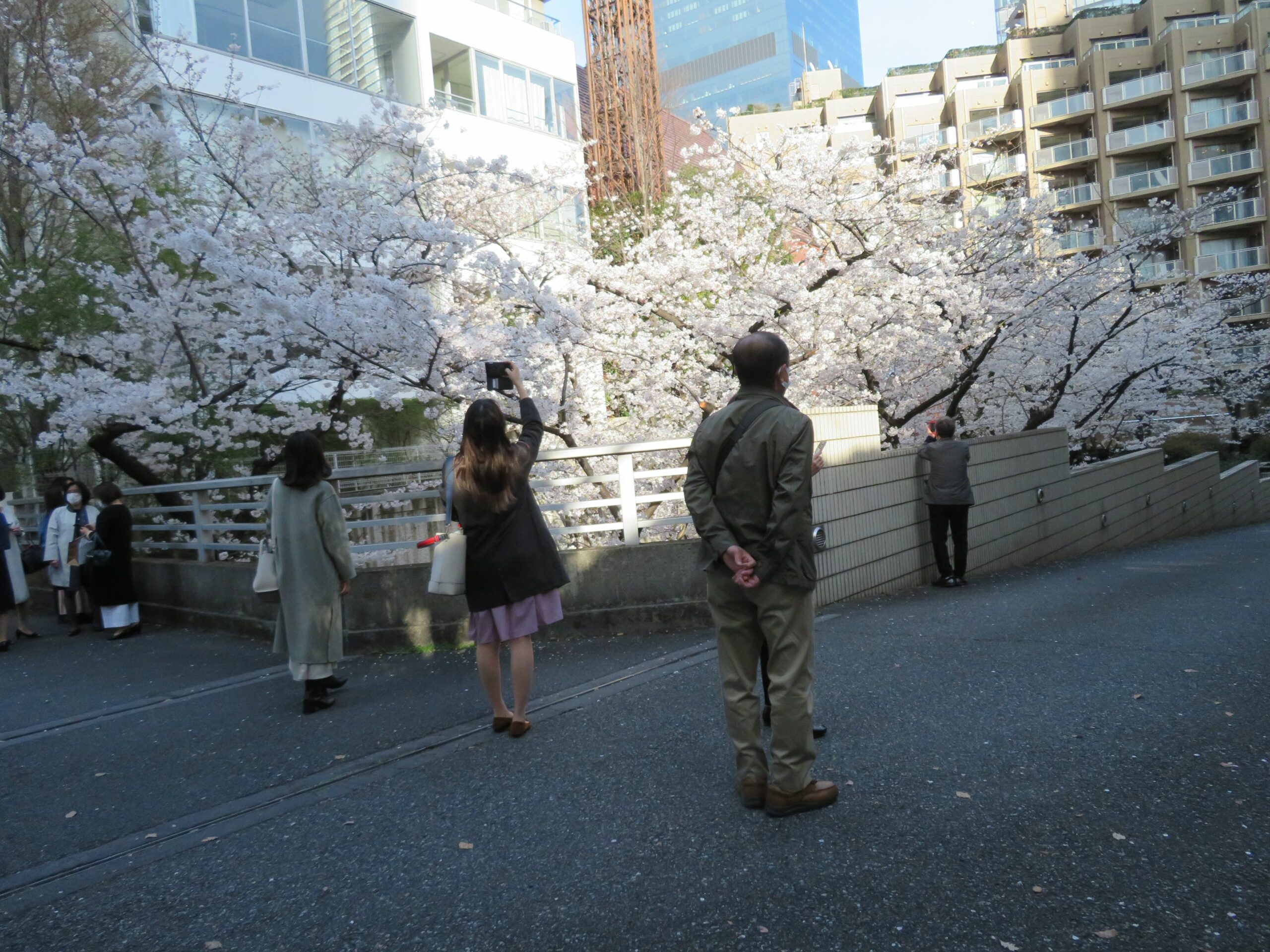 アークヒルズの桜 薄紅色の花で覆われるサントリーホールやカラヤン広場 オマツリジャパン あなたと祭りをつなげるメディア