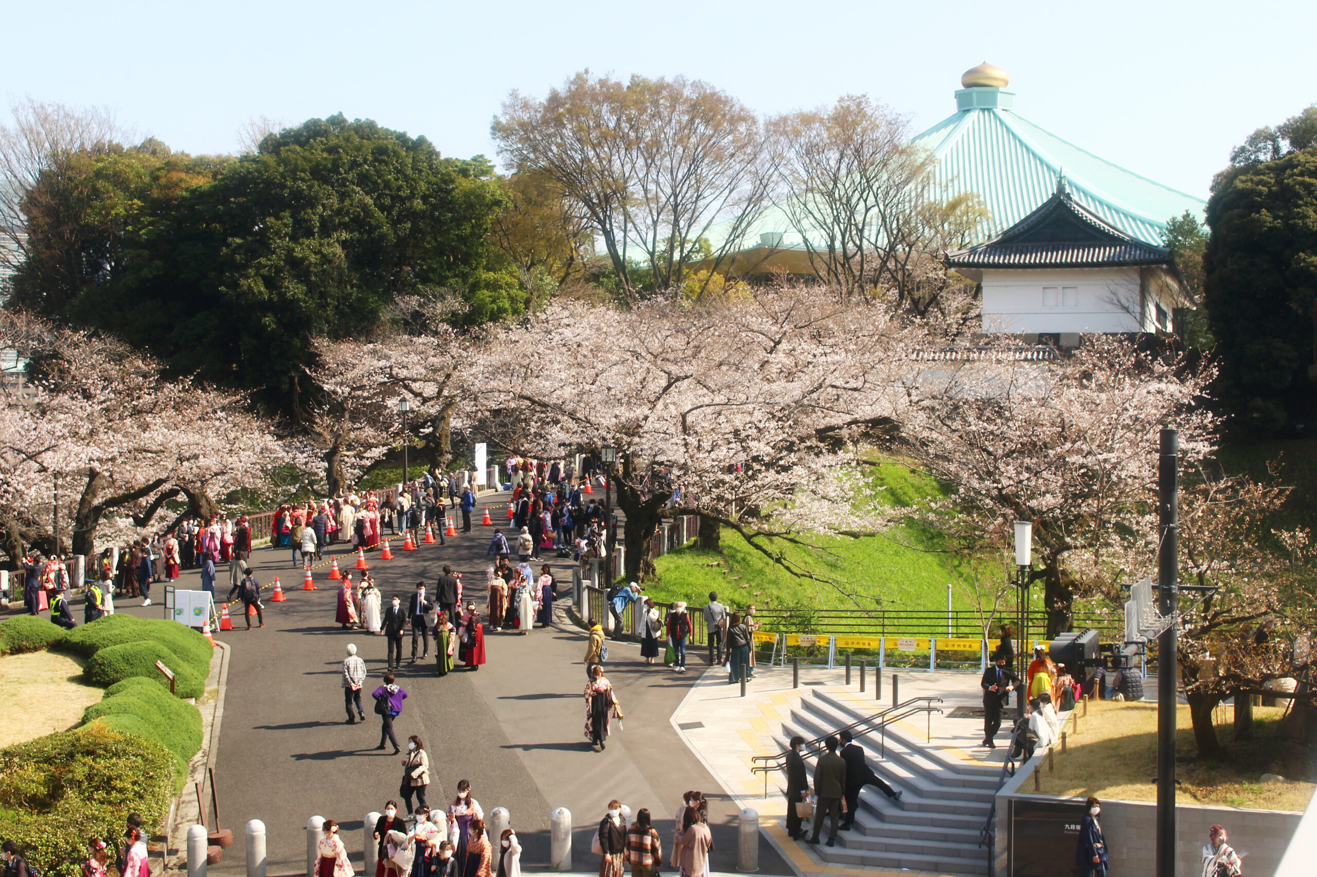 北の丸公園の桜が満開 武道館 田安門に映える桜を速報レポート オマツリジャパン 毎日 祭日