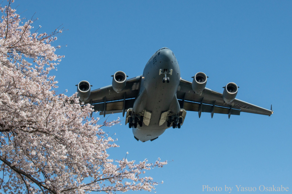 桜スプリングフェスティバル 中止 横田基地にお邪魔して桜レポート オマツリジャパン 毎日 祭日
