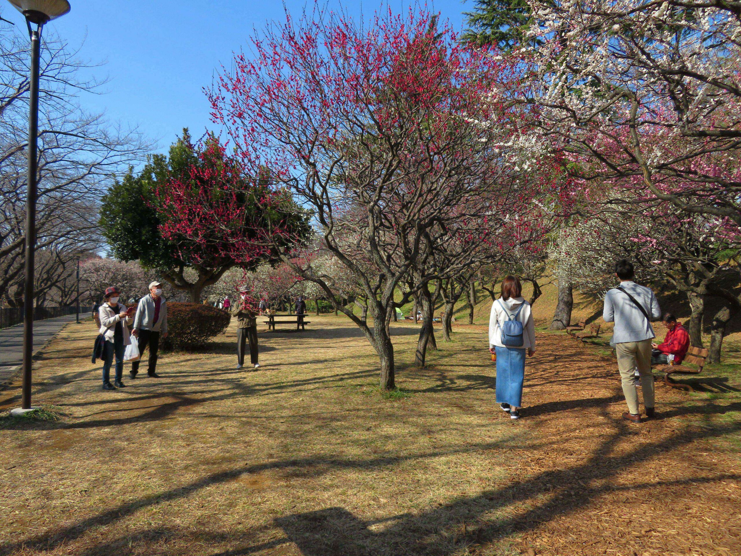 保土ケ谷公園梅まつり 梅と河津桜が春の訪れを告げる神奈川初の都市公園 オマツリジャパン あなたと祭りをつなげるメディア