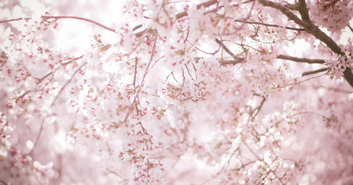 桜の御朱印をもらうならココ！春をもっと感じられる神社仏閣5選