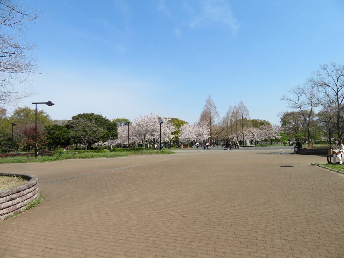 舎人公園千本桜まつり 日暮里 舎人ライナーの開通を記念して初開催 オマツリジャパン 毎日 祭日