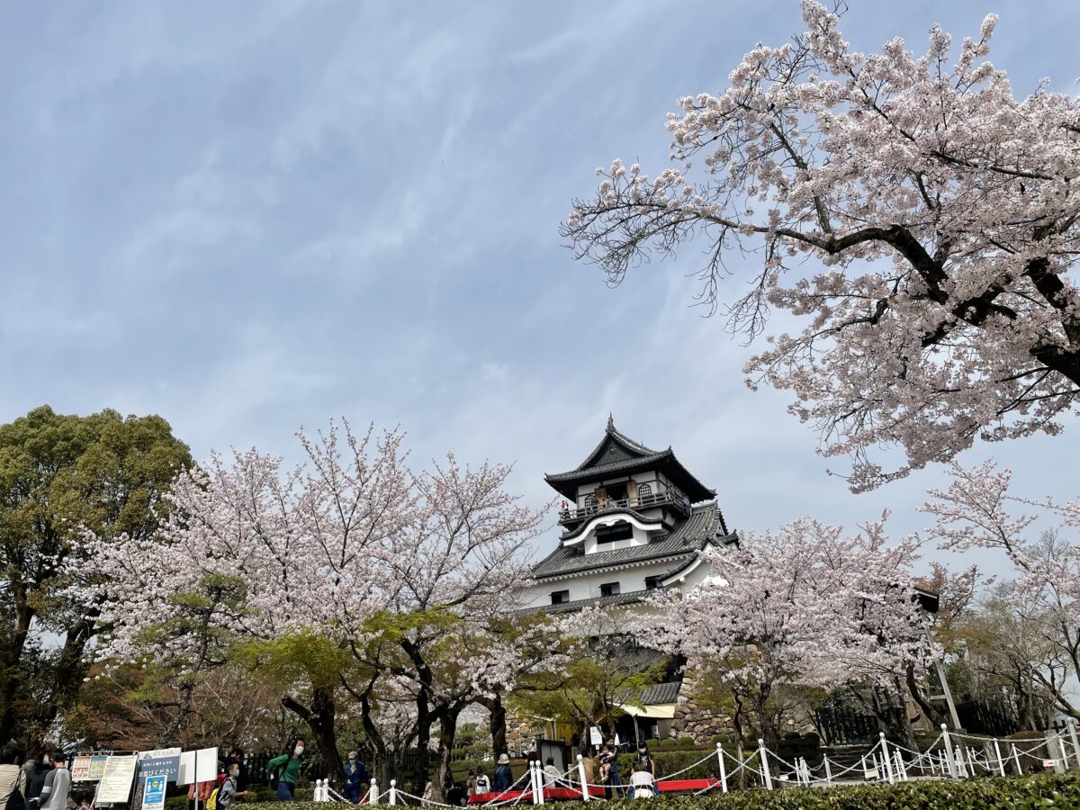 愛知県犬山市 国宝犬山城と桜 情緒ある城下町散策現地レポート オマツリジャパン 毎日 祭日