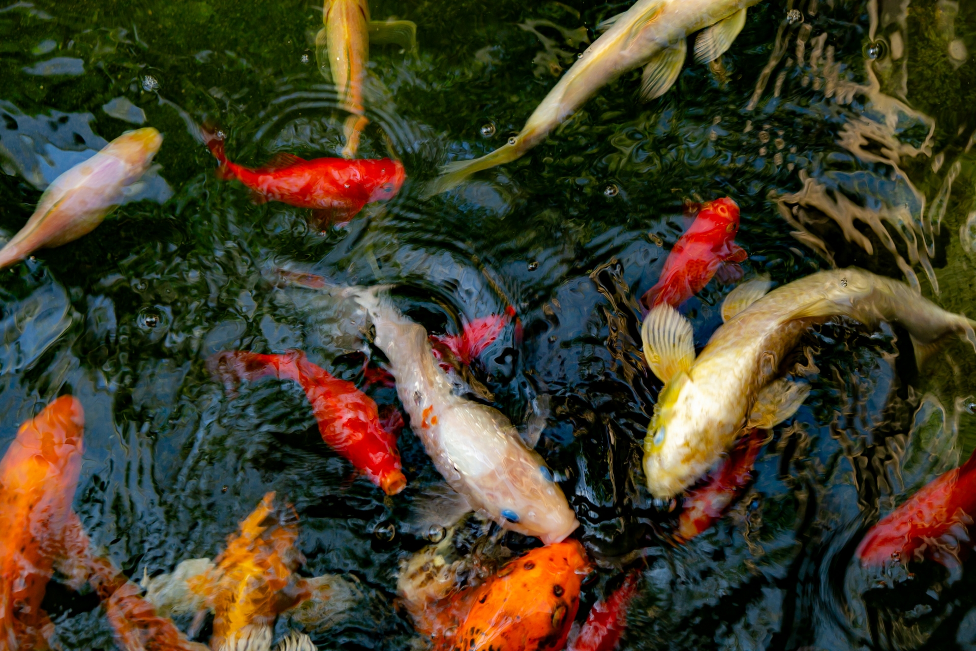鯉にまつわるお全国のお寺を紹介！「鯉」が運気を呼び寄せるって本当？｜株式会社オマツリジャパン