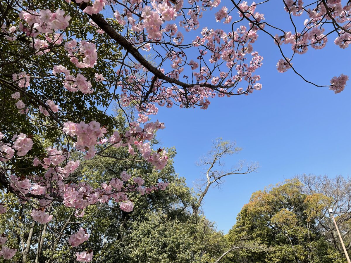 広島城 と満開の桜の競演を現地からレポート 21 オマツリジャパン 毎日 祭日