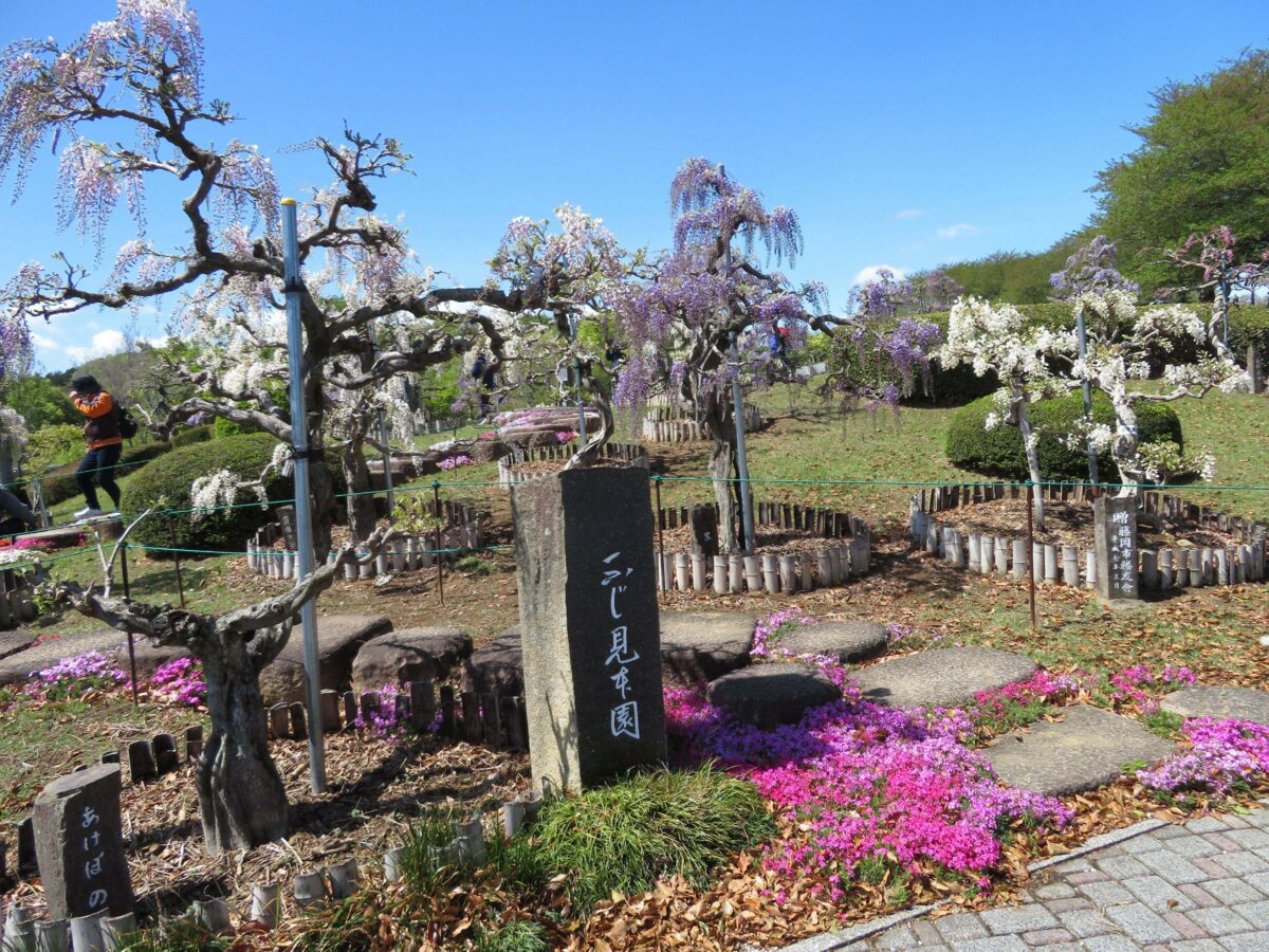 藤岡ふじまつりが開催中 植えられている品種は45種類 オマツリジャパン 毎日 祭日