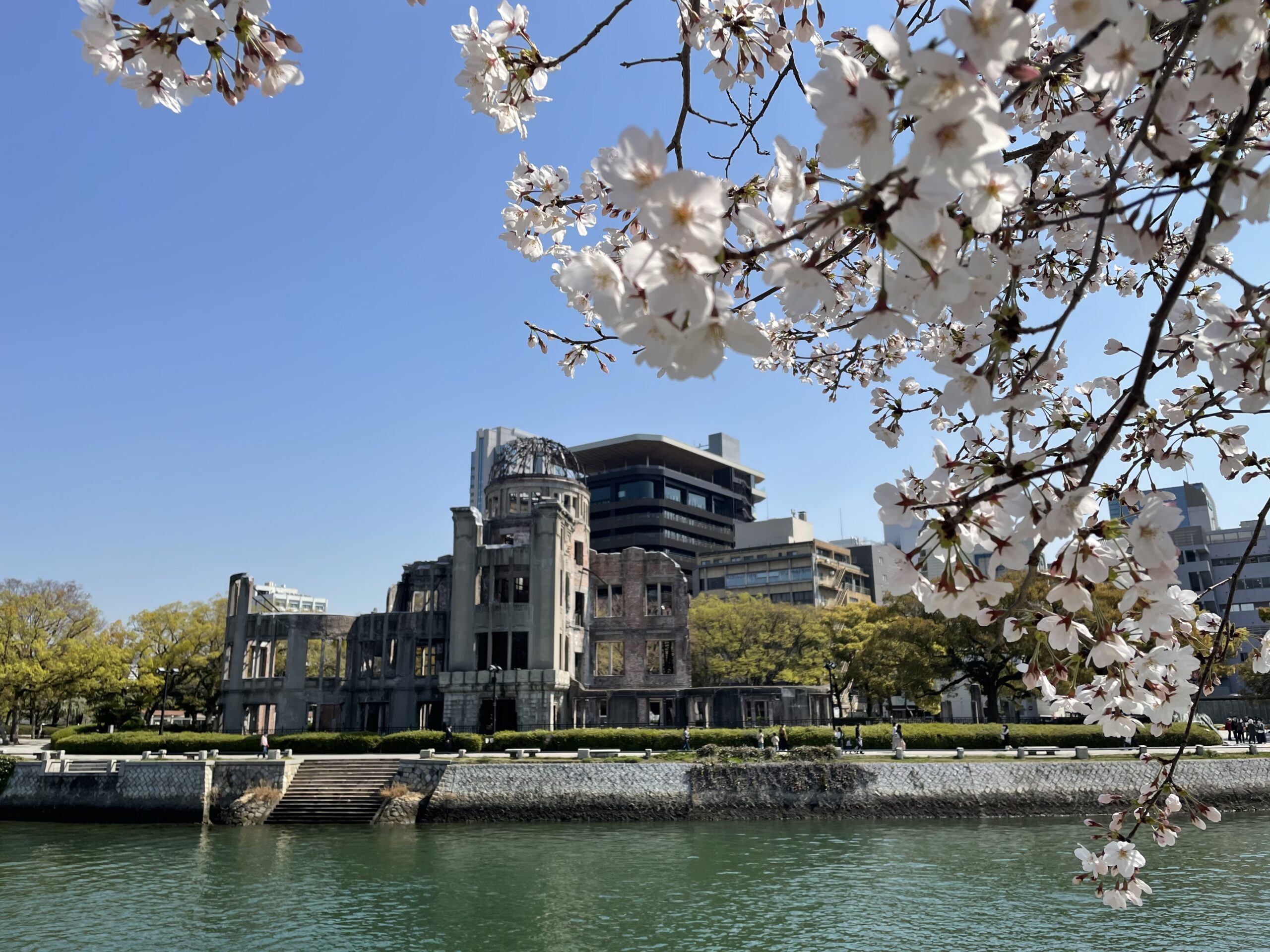 平和記念公園 世界平和への願いを込めた満開の桜 広島から現地レポート オマツリジャパン あなたと祭りをつなげるメディア