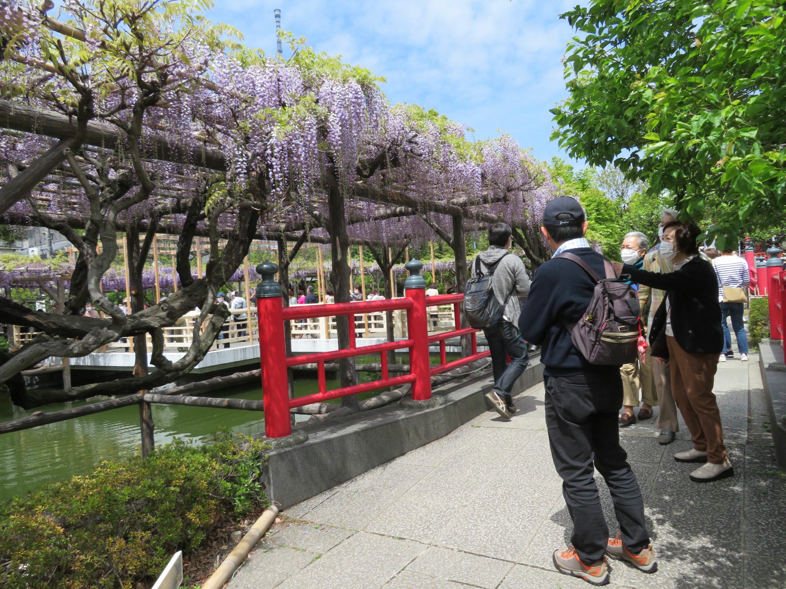 亀戸天神社藤まつりが開催中 東京一の藤の名所では期間限定御朱印も オマツリジャパン 毎日 祭日