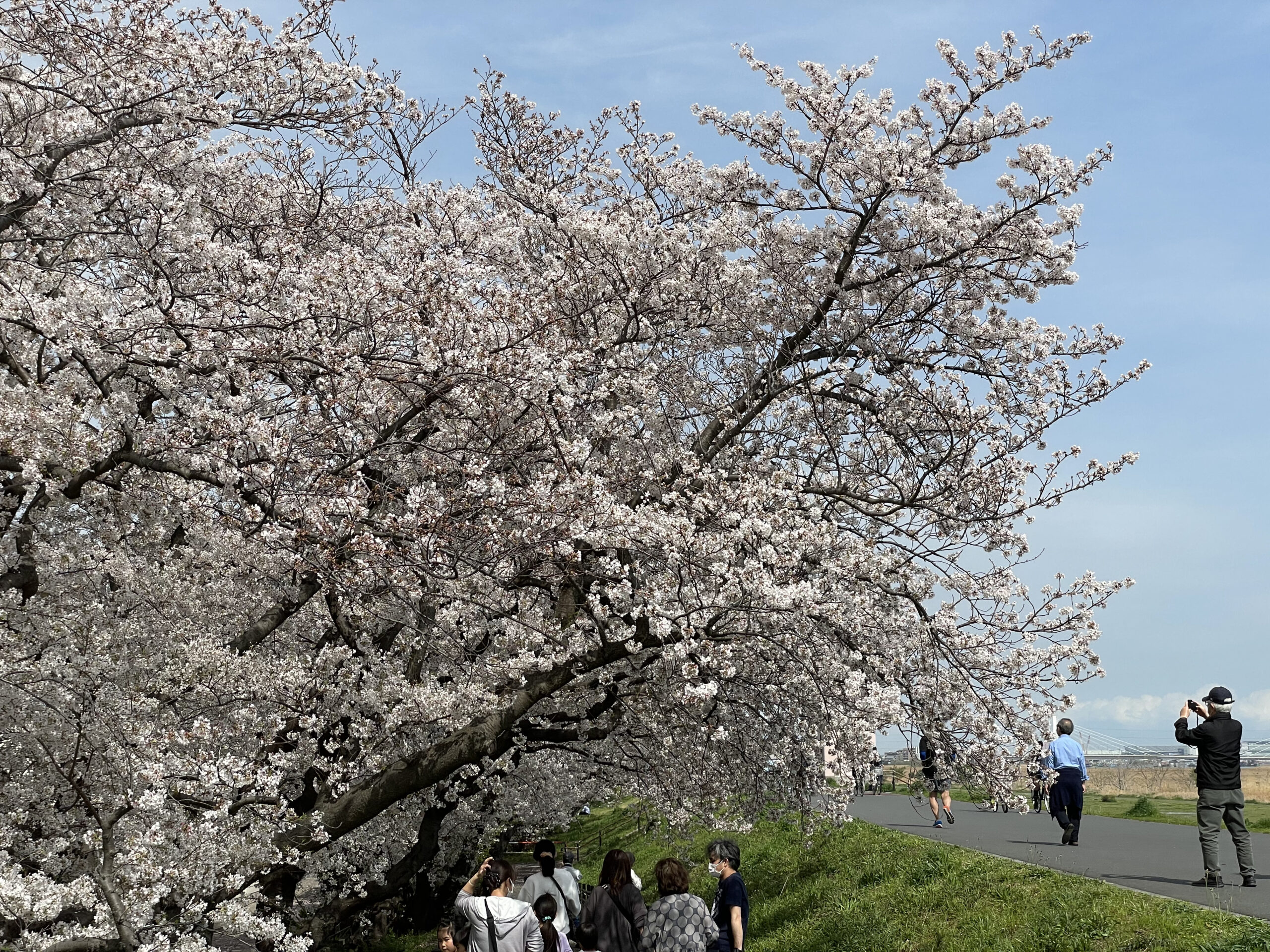 六郷土手の桜】多摩川沿いゆったり土手散策｜株式会社オマツリ