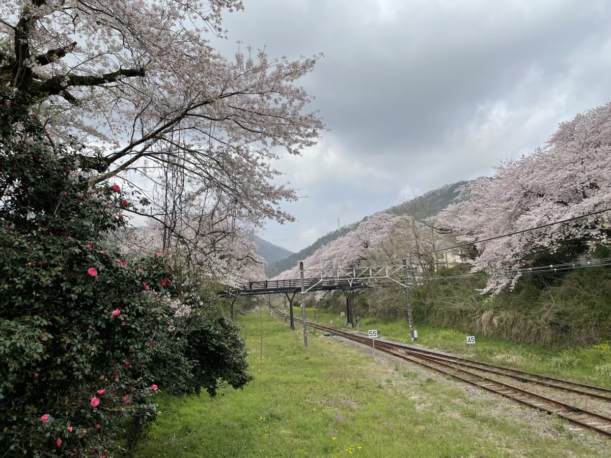 御殿場線山北駅 桜のトンネルを通過する御殿場線 オマツリジャパン 毎日 祭日