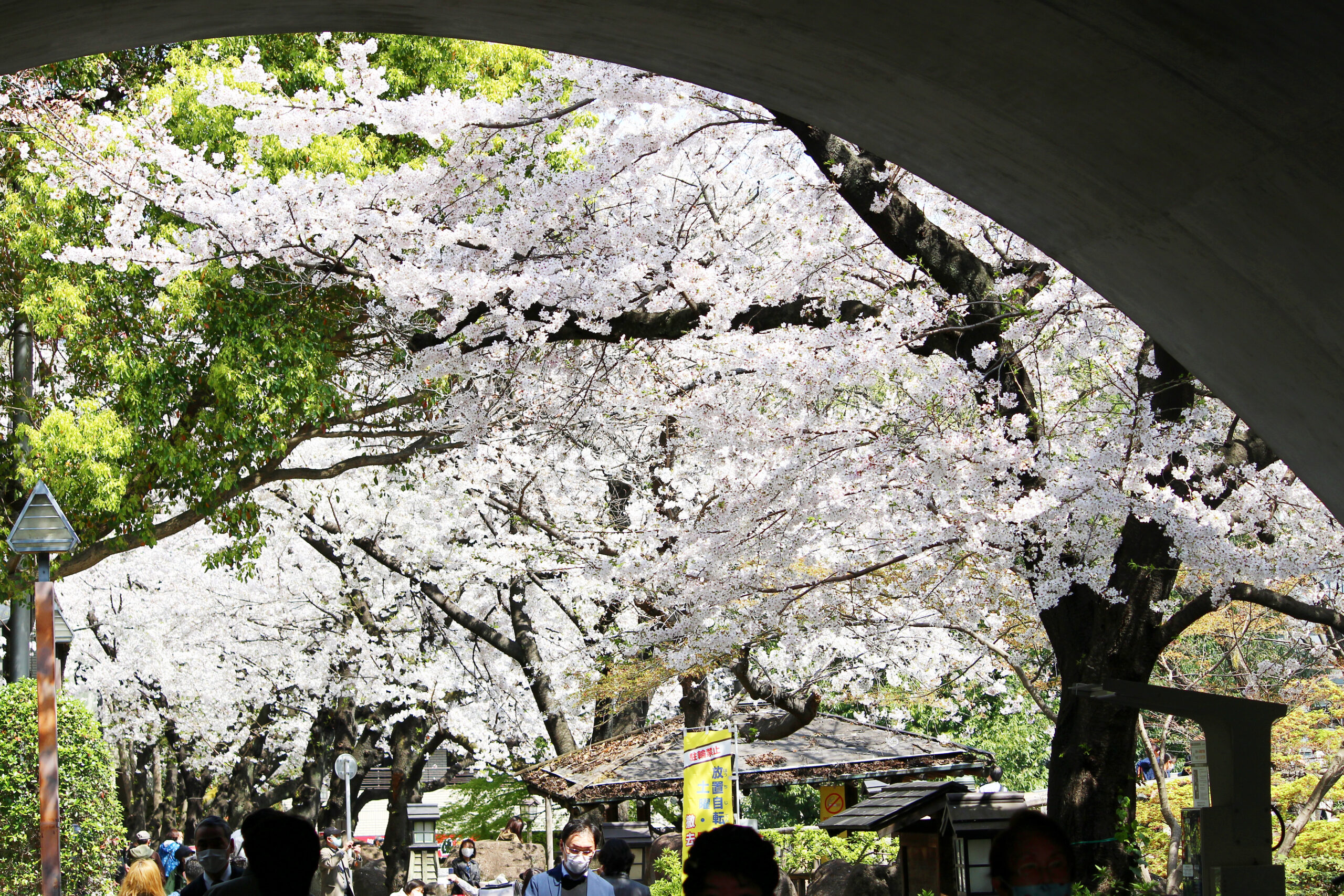 音無親水公園は北区の桜の名所！江戸時代から続く、風光明媚な観光地｜株式会社オマツリジャパン