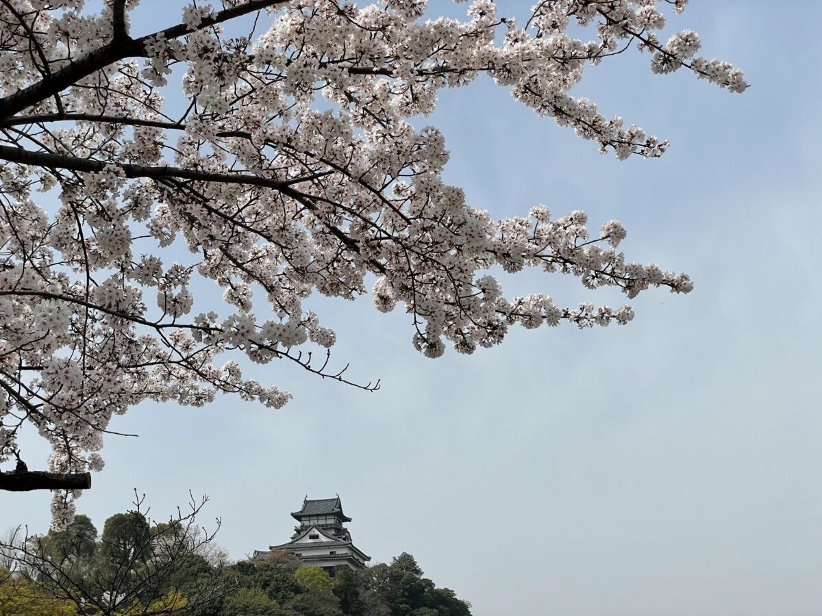 愛知県犬山市 国宝犬山城と桜 情緒ある城下町散策現地レポート オマツリジャパン 毎日 祭日