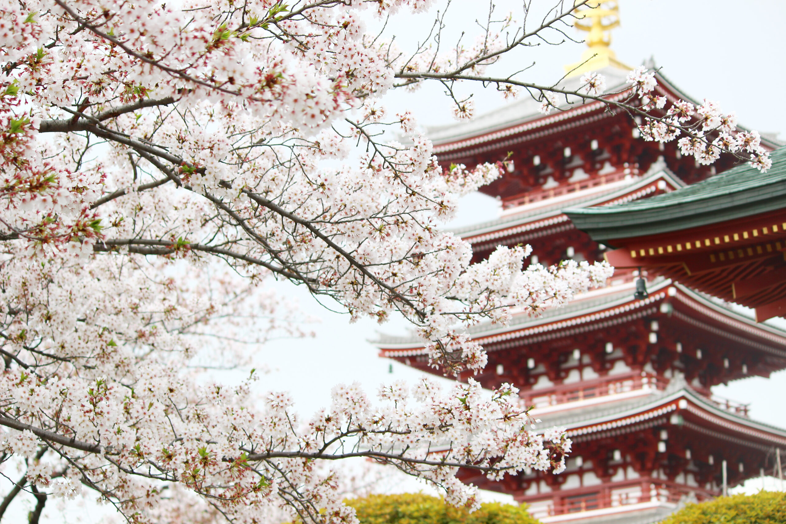 浅草寺の桜 仲見世 境内に咲き誇る桜が美しい スカイツリーと桜の競演も オマツリジャパン あなたと祭りをつなげるメディア