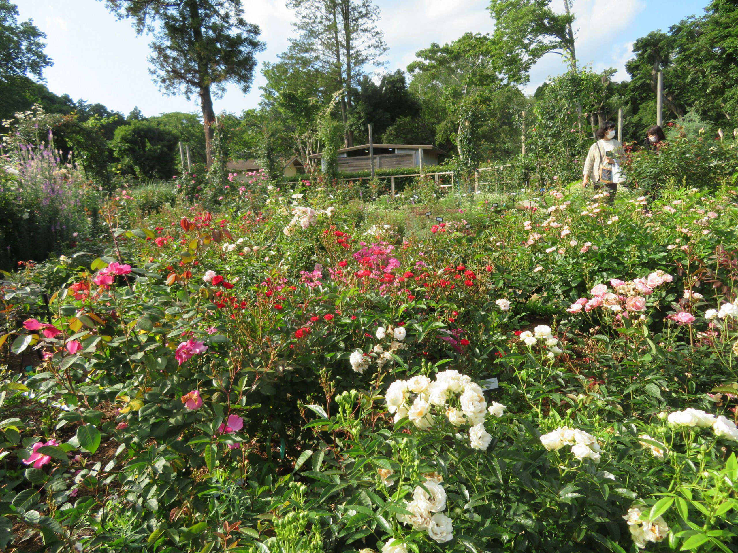 佐倉ローズフェスティバルが開催中！世界で評価されるバラの種類は
