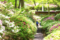 大興善寺つつじまつり