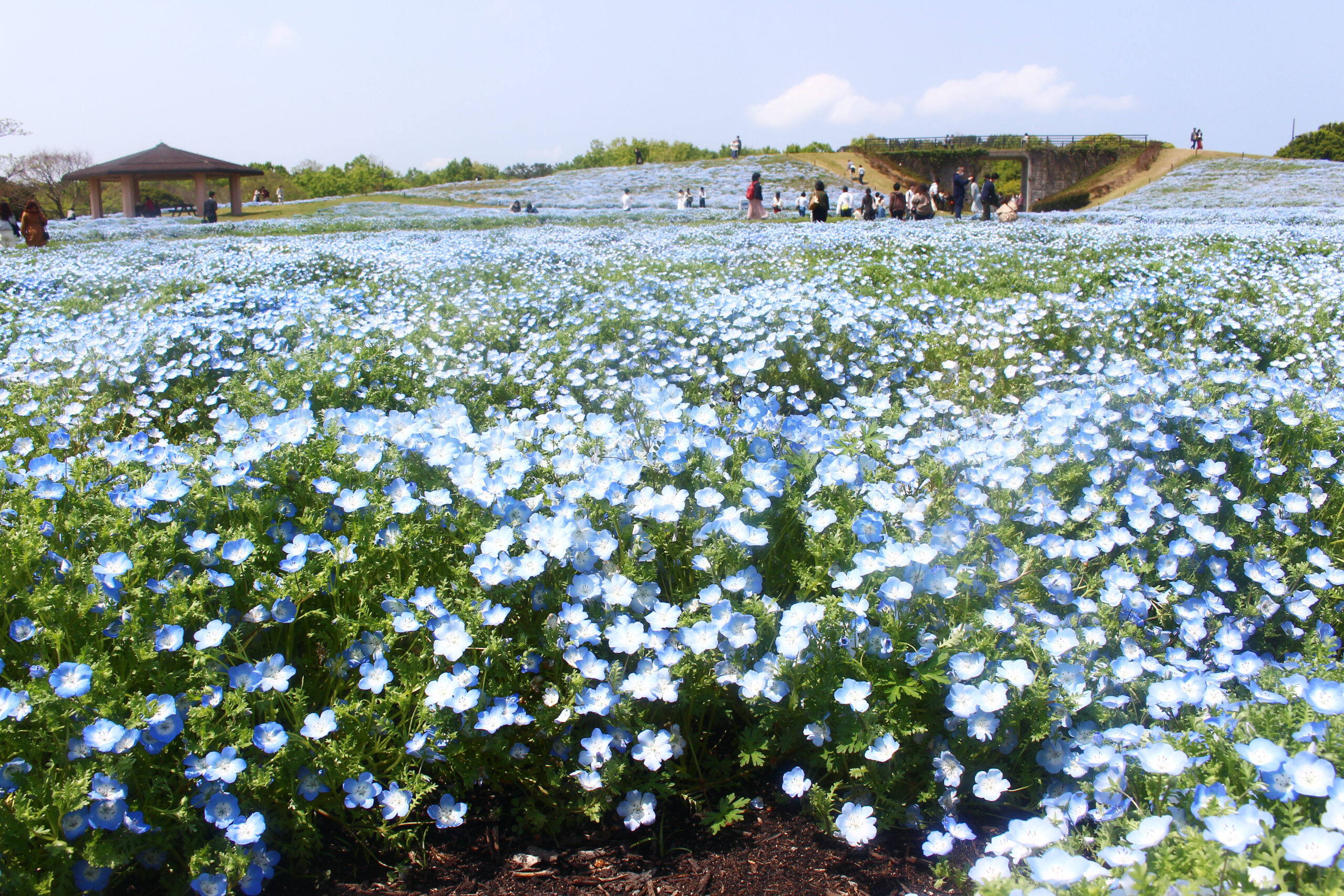 海の中道フラワーピクニック21 1万本のネモフィラが瑠璃色に広がる公園 オマツリジャパン 毎日 祭日