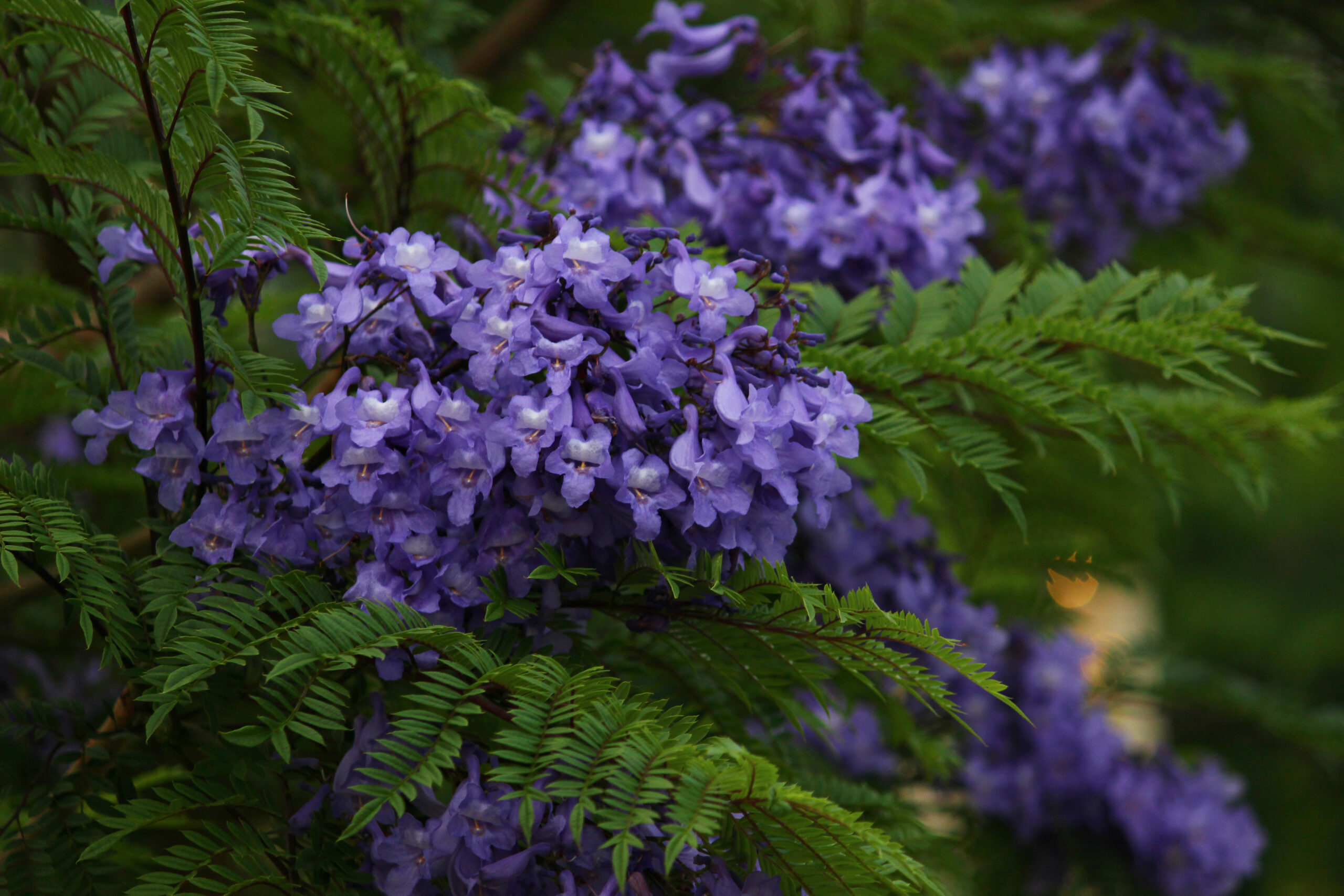 Atamiジャカランダフェスティバル21 熱海に初夏を告げる幸せの紫の花 オマツリジャパン あなたと祭りをつなげるメディア