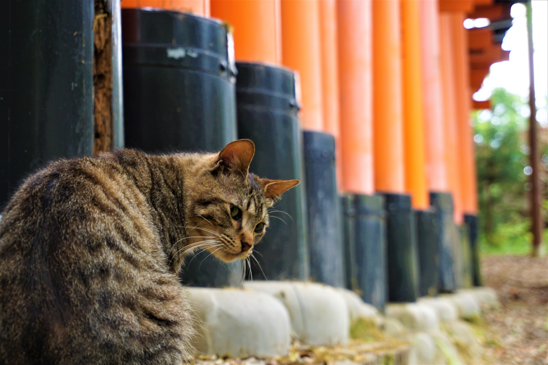 誠実 氷川神社♡限定御朱印 福猫 猫朱印 ねこ