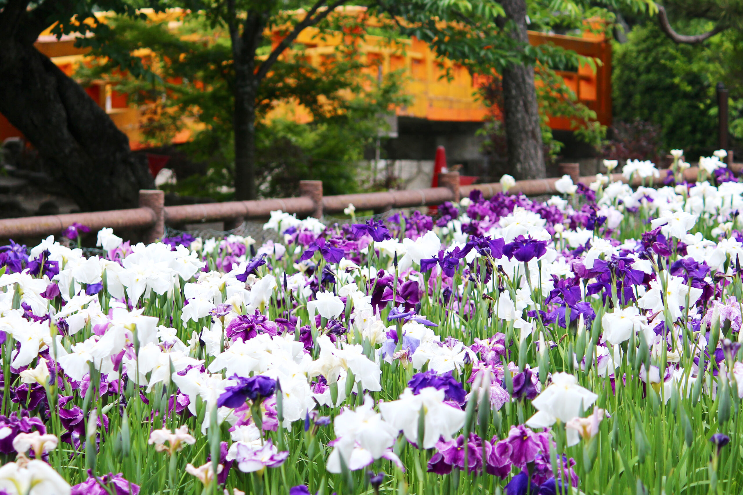 九華公園花菖蒲まつり21 桑名城にある菖蒲園で4000株が咲き誇る 蛤も必見 オマツリジャパン あなたと祭りをつなげるメディア
