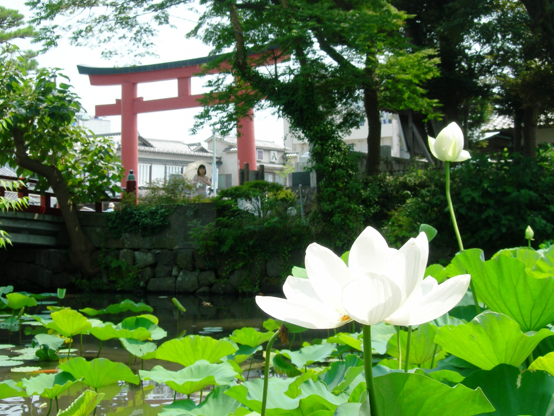 珍しい紅蓮華も 心が洗われる蓮の花の御朱印5選 オマツリジャパン あなたと祭りをつなげるメディア