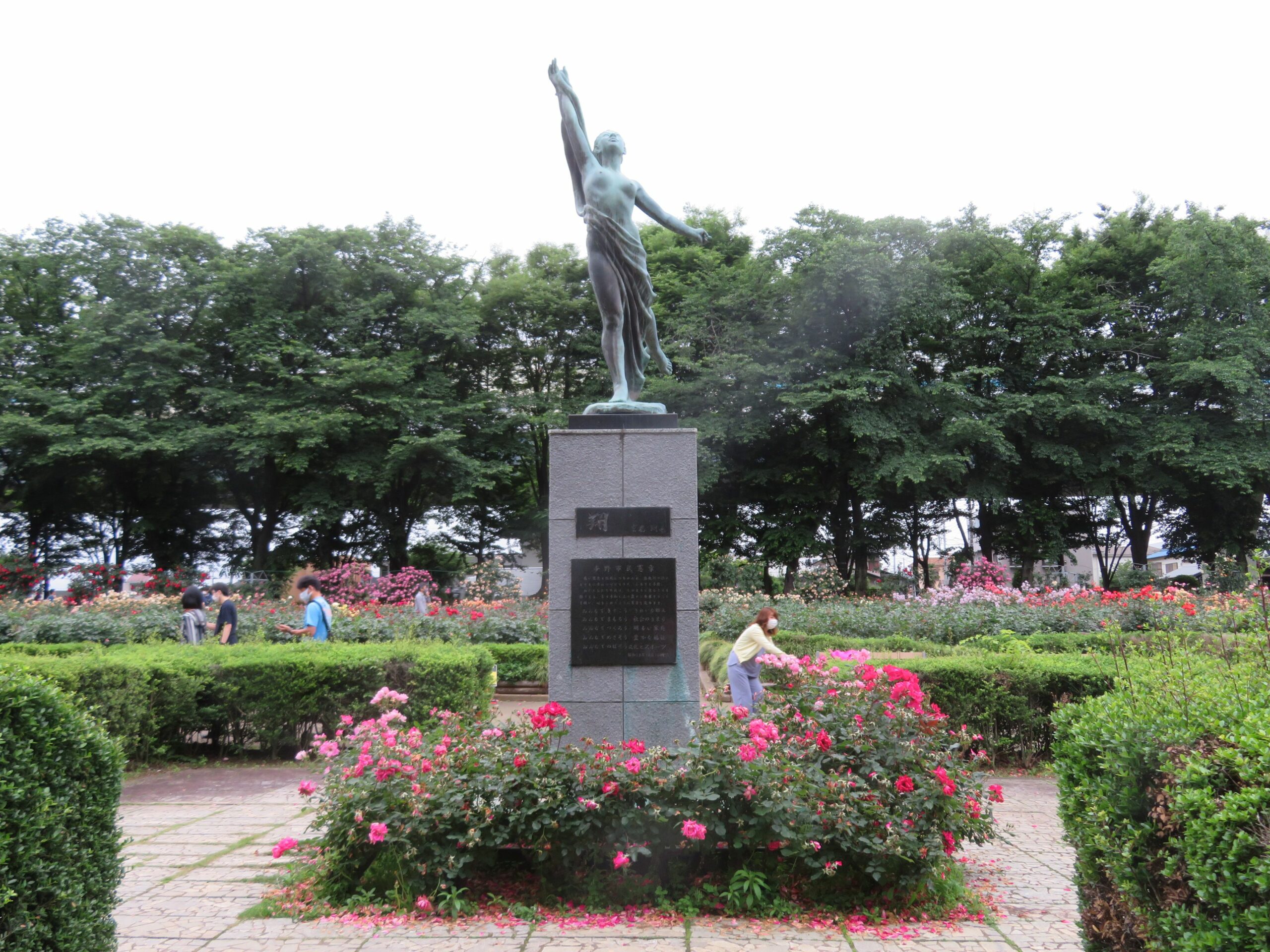 与野公園バラまつりはどんなバラが見られる その種類は オマツリジャパン あなたと祭りをつなげるメディア