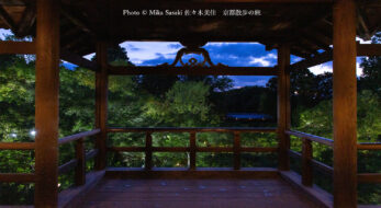 史上初！「東福寺」青もみじライトアップ特別散策と四季の写真を比べてみた
