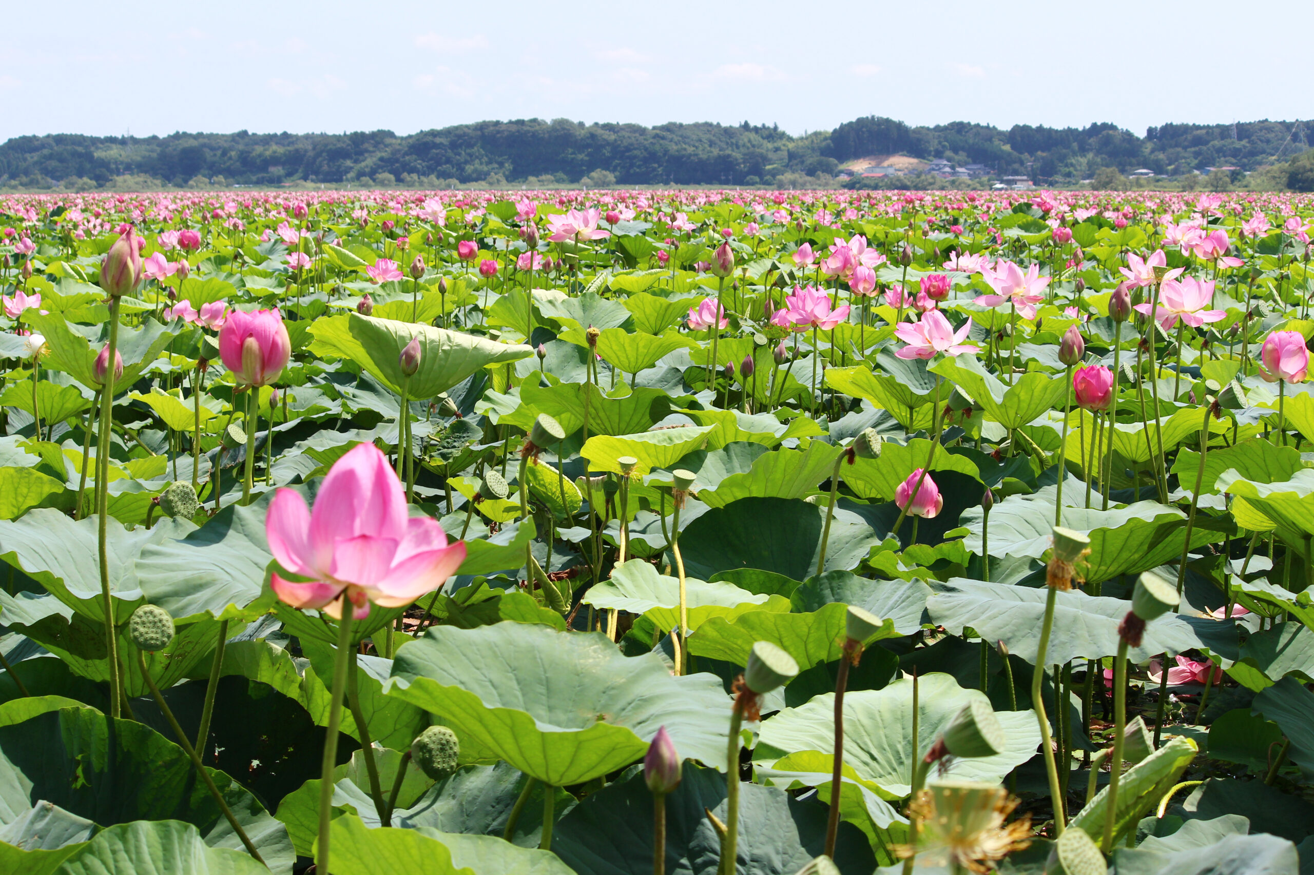 伊豆沼 内沼はすまつり21 遊覧船で沼を探検 ピンクの花が目の前に オマツリジャパン あなたと祭りをつなげるメディア