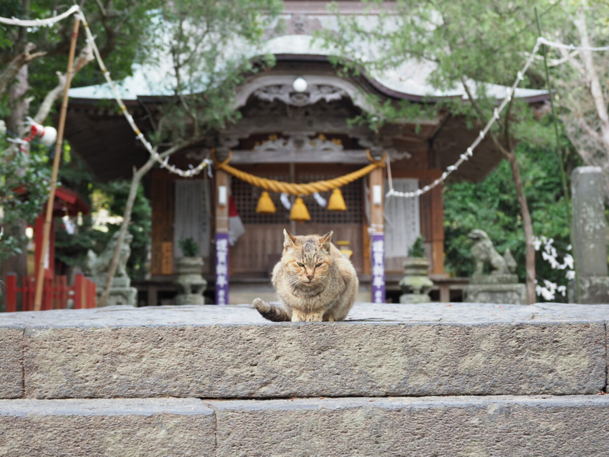 猫返し神社 の別名を持つ阿豆佐味天神社とは 迷い猫が帰ってくる オマツリジャパン あなたと祭りをつなげるメディア