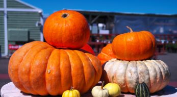 ハロウィンのシンボル「かぼちゃ」にちなんだ全国のお祭り4選！