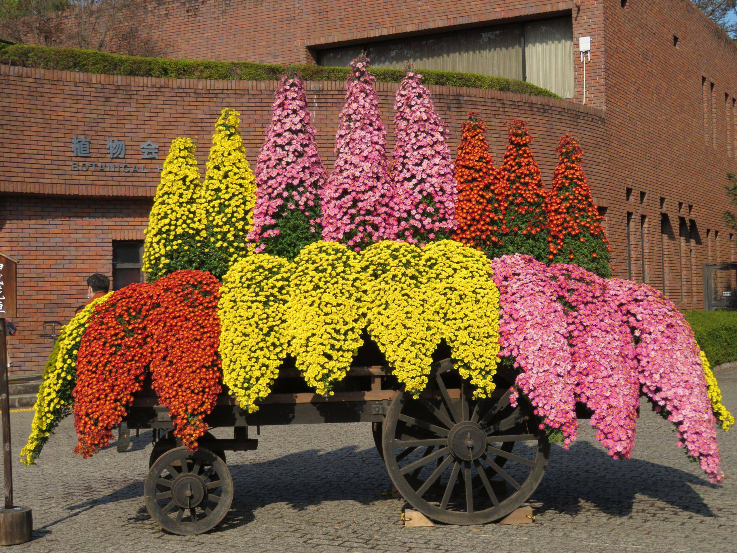神代植物公園菊花大会が開催！豊かな表情に仕立てられる個性的な菊