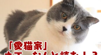 2 22猫の日には ねこねこ食パン ミルクたっぷりのリッチなその味は 実食レポ 22年 オマツリジャパン あなたと祭りをつなげるメディア