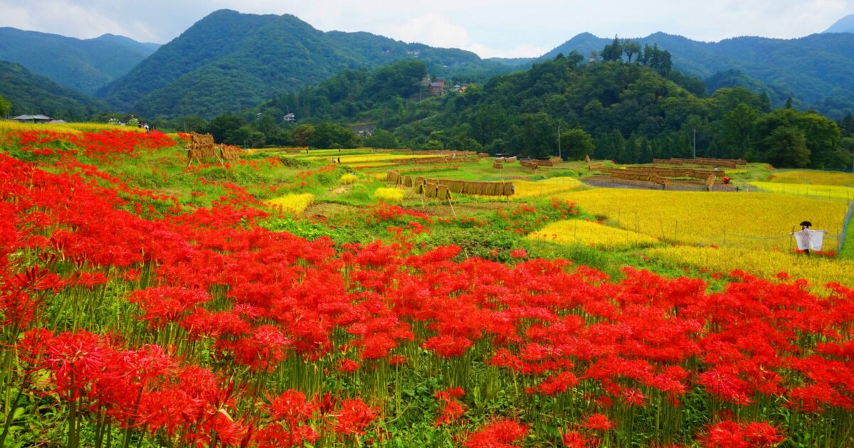 全季節フォトジェニック！都心からすぐ行ける日本の原風景・寺坂 
