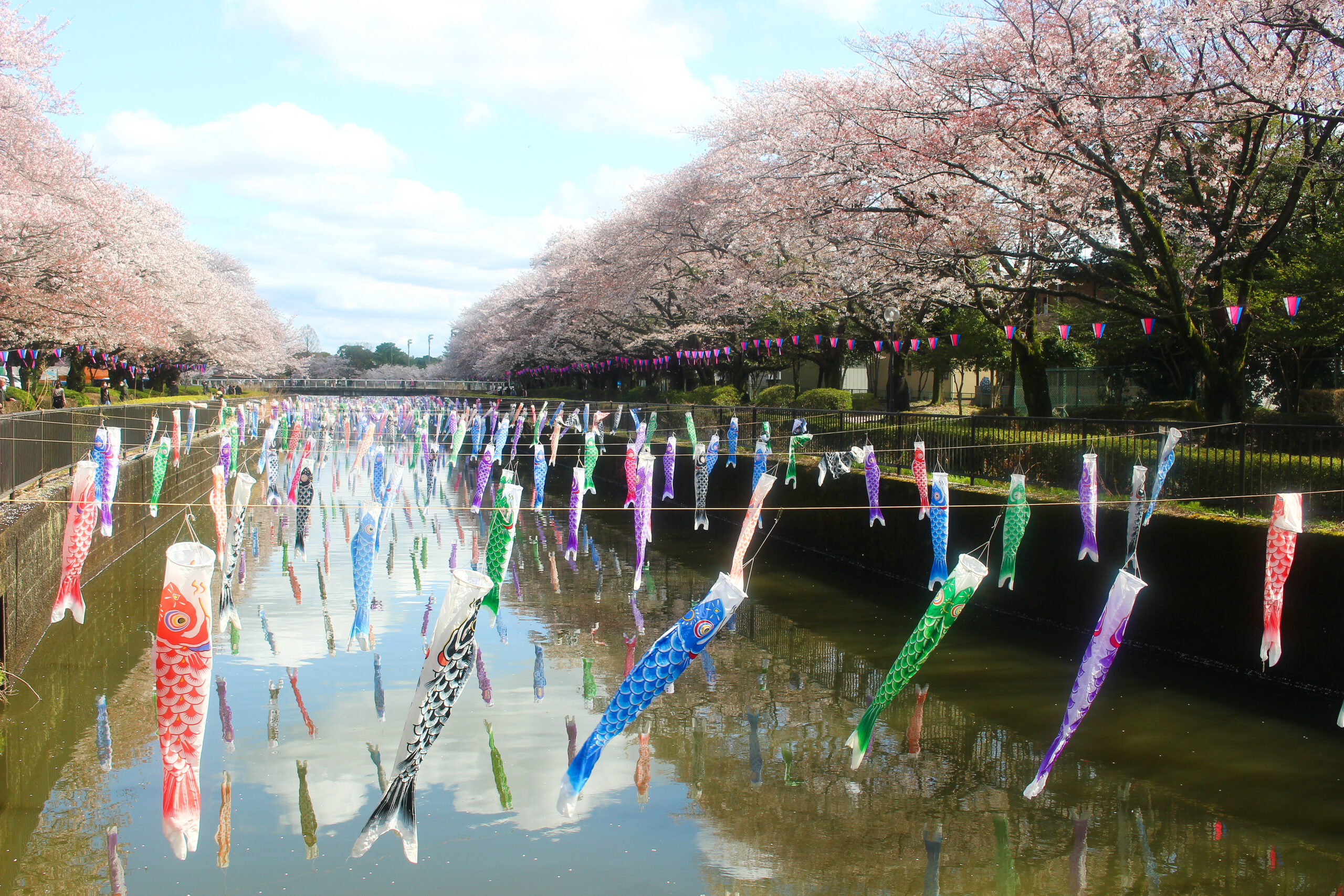 満開の桜＆こいのぼりの絶景は今だけ！2023年「館林さくらとこいのぼり