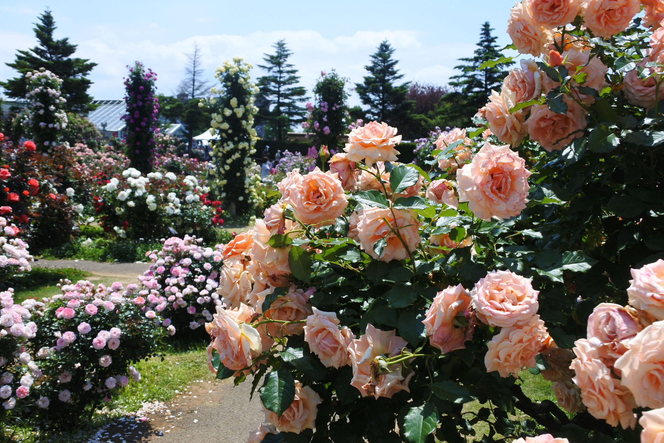 22年春は カラー オブ スプリング 京成バラ園のピークはまばゆい色彩の世界 オマツリジャパン あなたと祭りをつなげるメディア