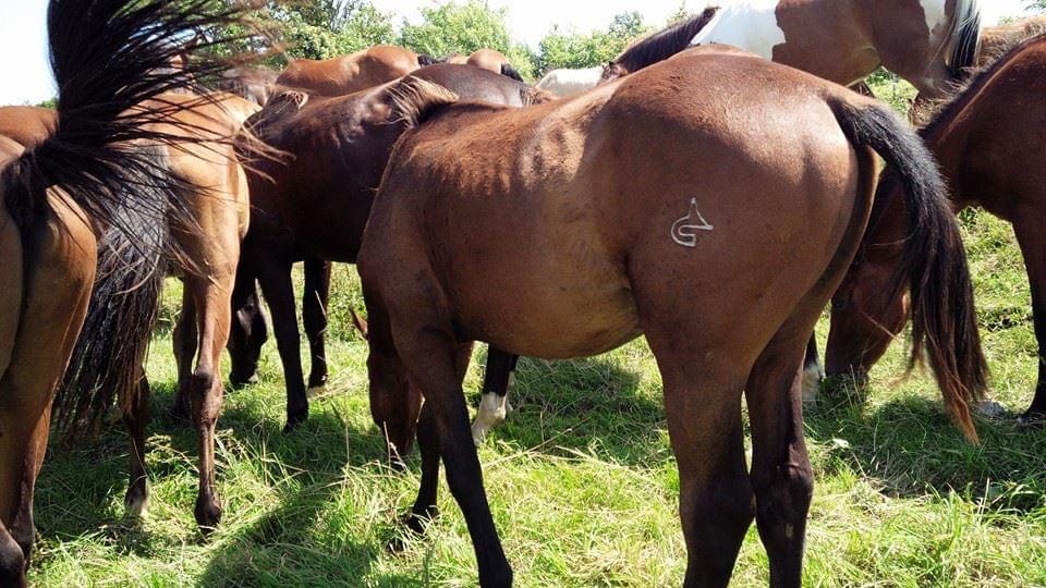 チャグチャグ馬コ