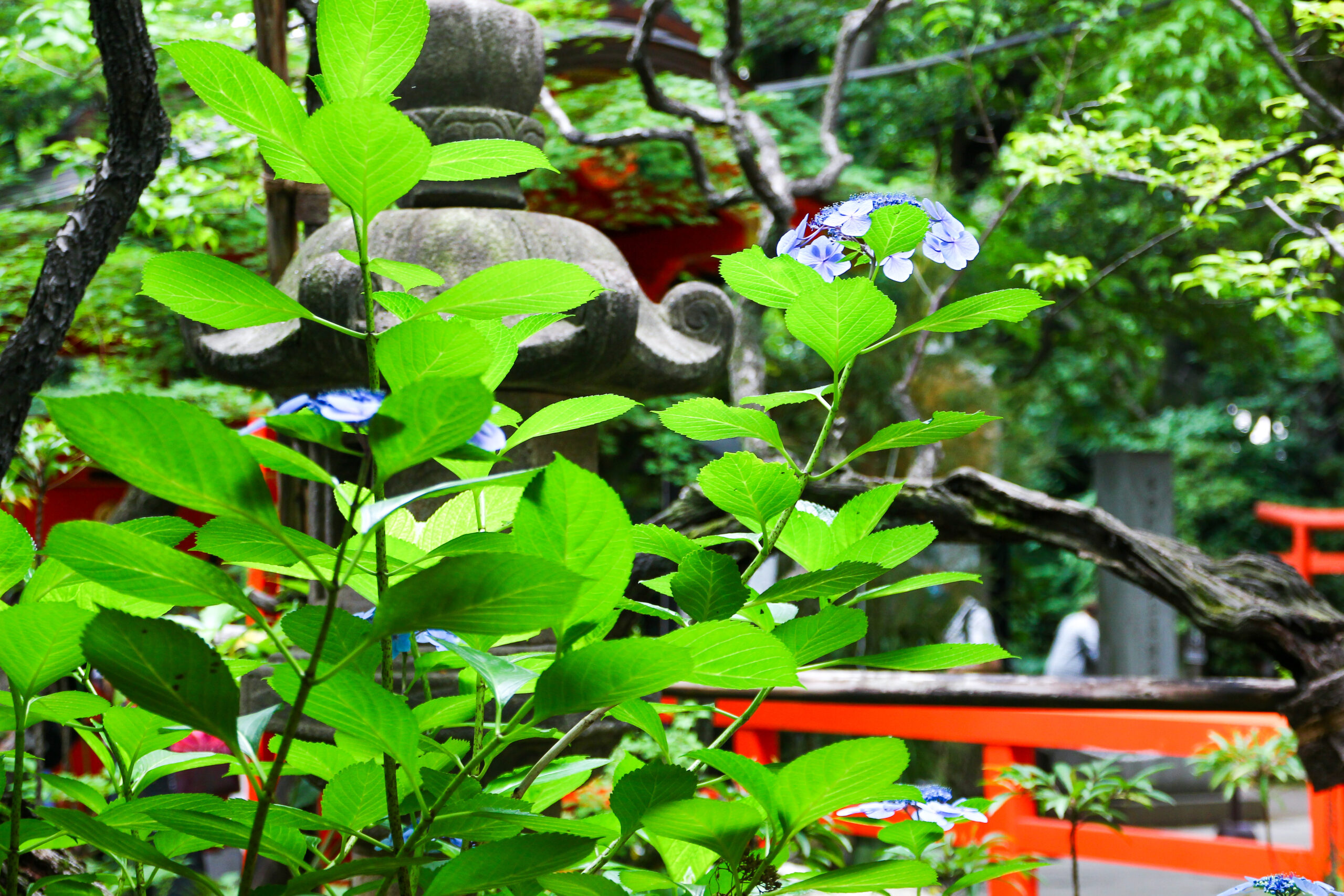 愛宕神社ほおづき縁日