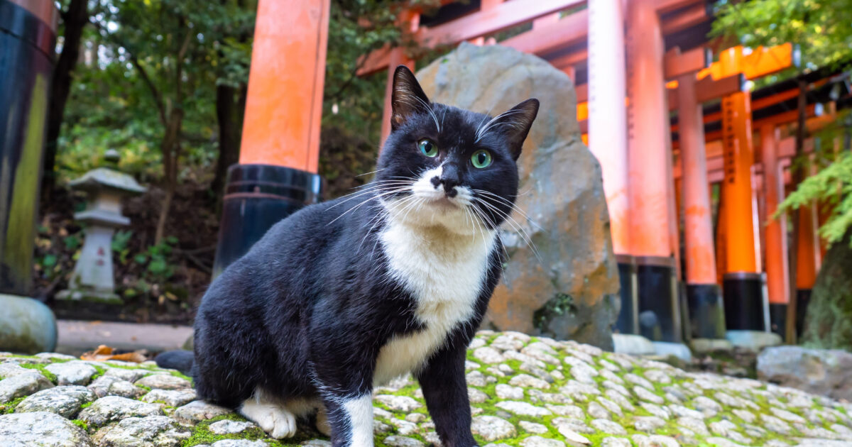 2023年「猫の日」のお祭り 「ねこ休み」から「すべらにゃい話