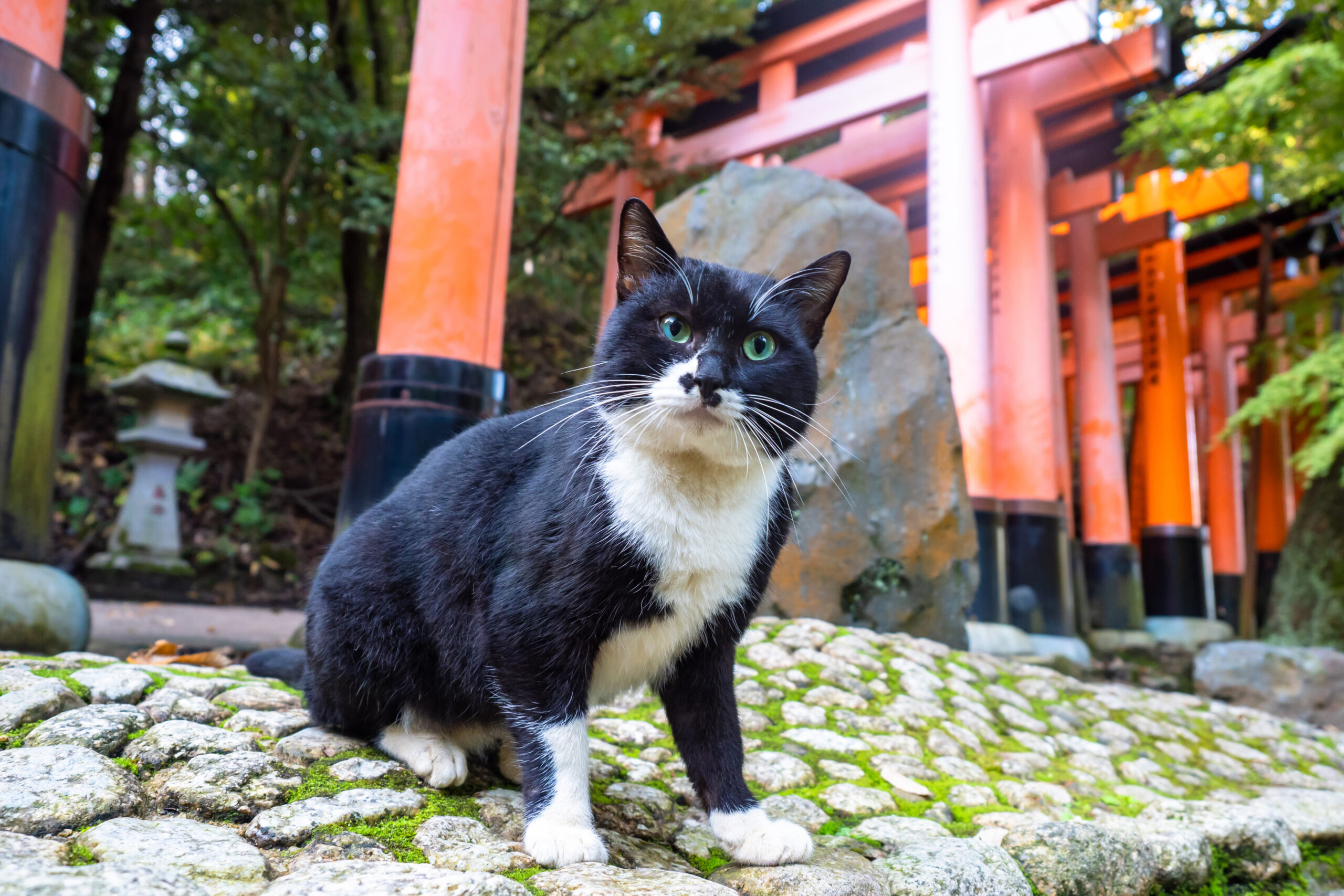 2023年「猫の日」のお祭り♪「ねこ休み」から「すべらにゃい話」まで