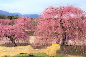 鈴鹿の森庭園