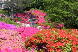 文京つつじまつり